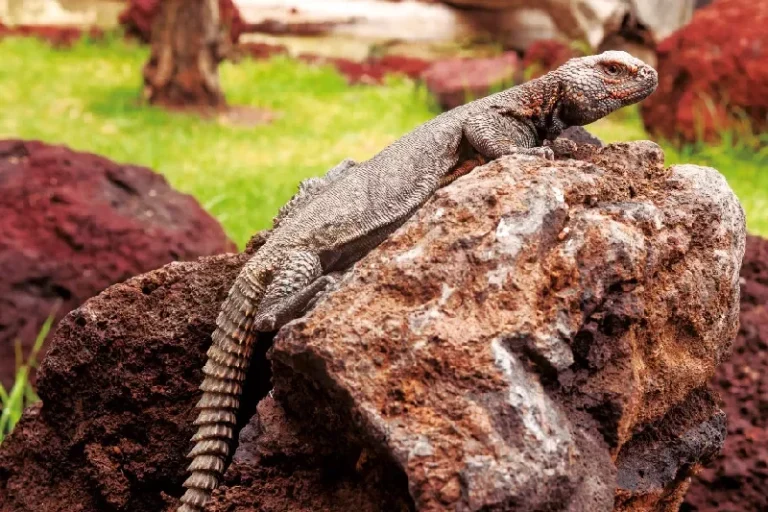 Oasis Wildlife