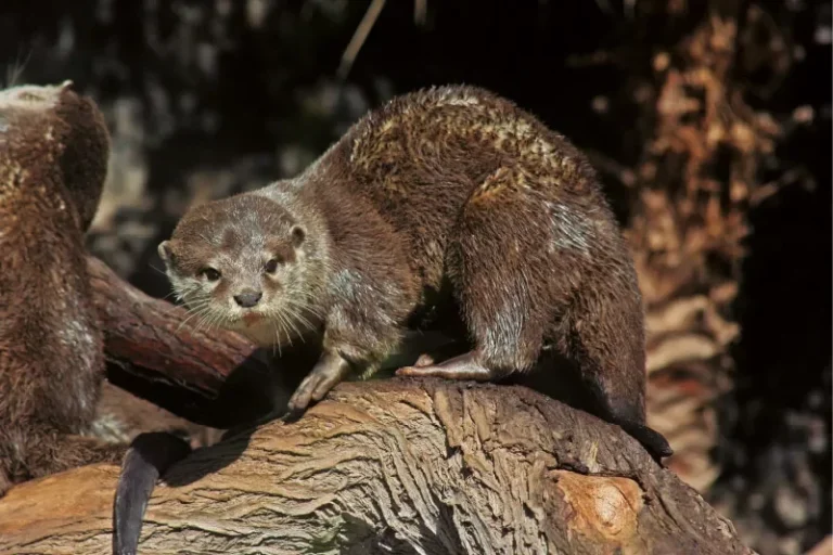 Oasis Wildlife