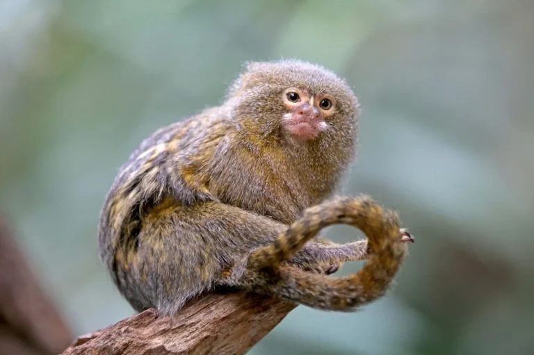 Oasis Wildlife