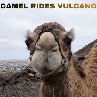CAMEL RIDES VULCANO Camel frente a un volcán, con texto que dice "CAMEL RIDES VULCANO".